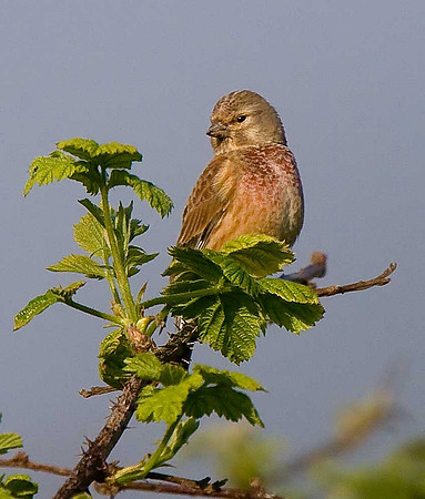 Linnet