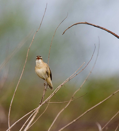 Sedge Warbler