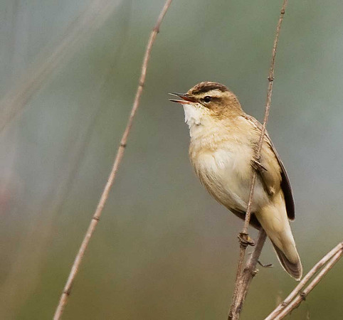 Sedge Warbler