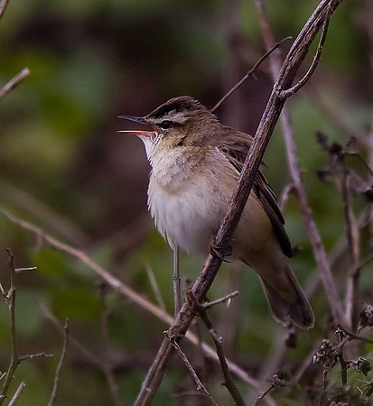 Sedge Warbler