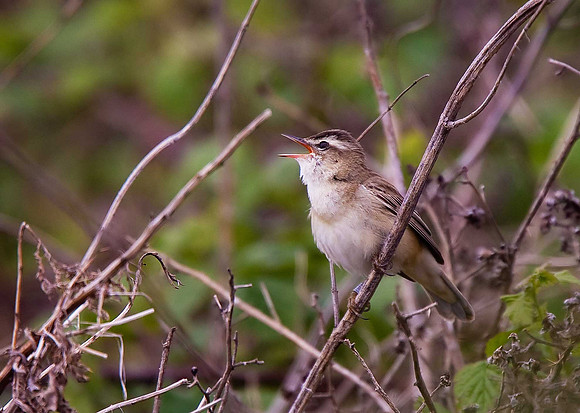 Sedge Warbler