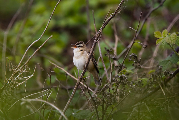 Sedge Warbler