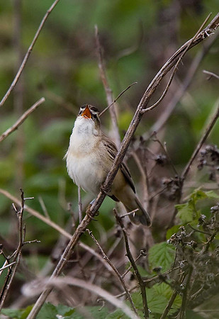 Sedge Warbler