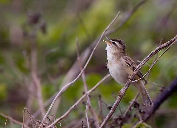 Sedge Warbler
