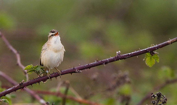 Sedge Warbler