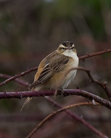 Sedge Warbler
