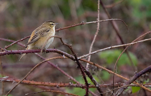 Sedge Warbler