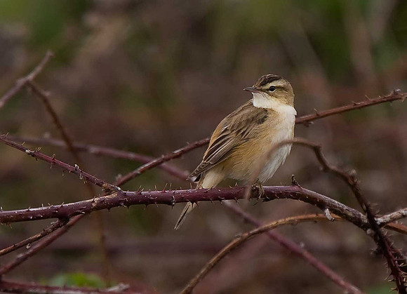 Sedge Warbler