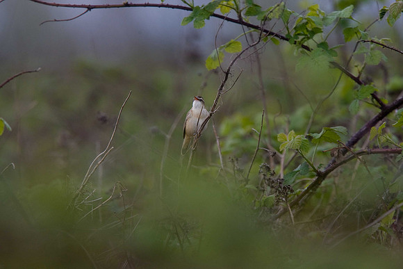Sedge Warbler