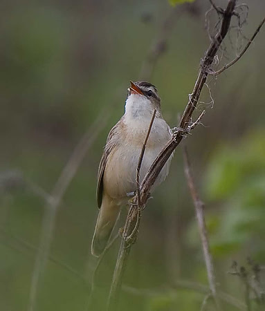 Sedge Warbler