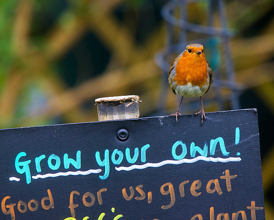 Robin