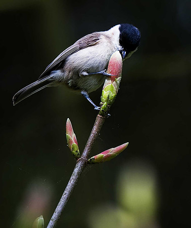 Willow Tit