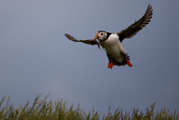Puffin