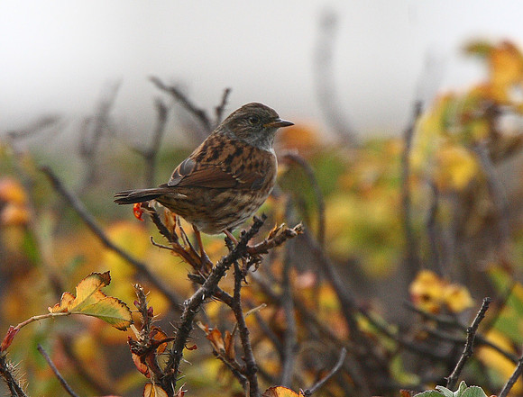 Dunnock