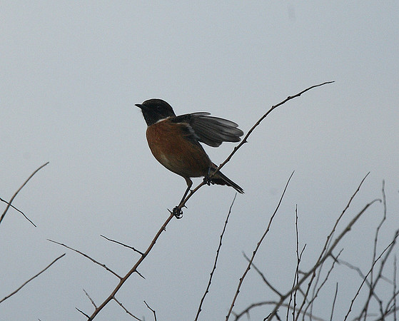 Stonechat