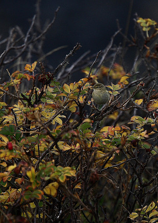 Chiffchaff