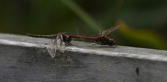 Common Darter