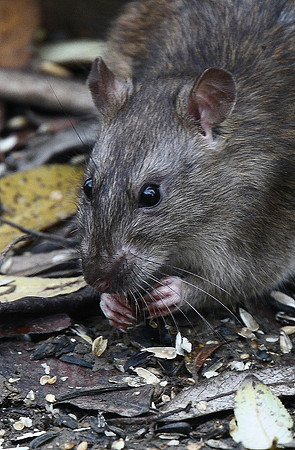 Rat