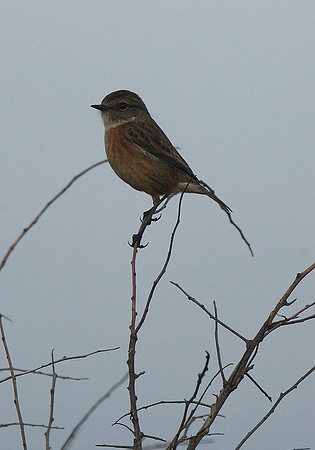 Stonechat