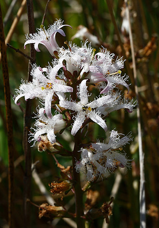 Bogbean