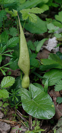 Arum maculatum