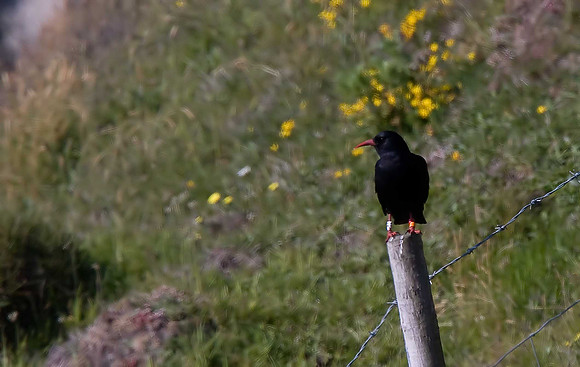 Chough