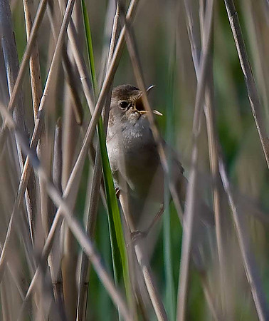 Reed Warbler