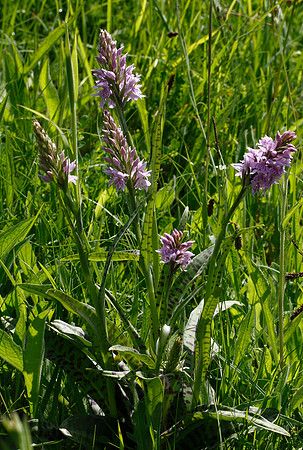 Common Spotted Orchid