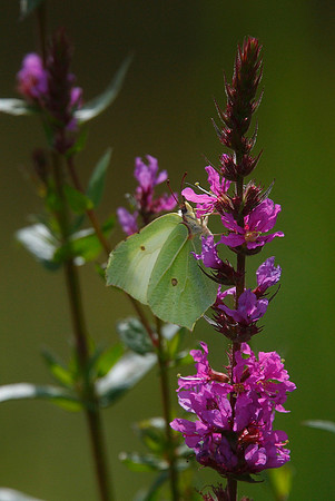 Brimstone