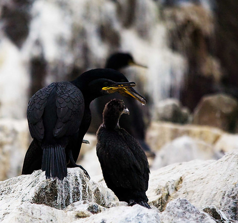 Shag