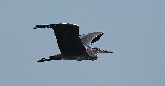 Grey Heron