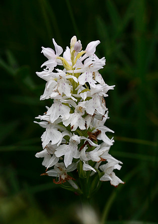 Common Spotted Orchid
