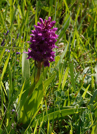 Marsh Orchid