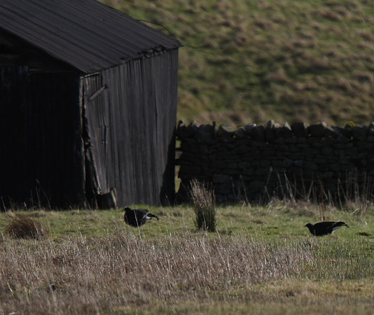 Black Grouse