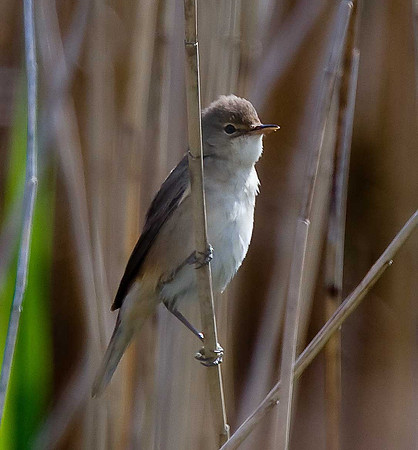 Reed Warbler