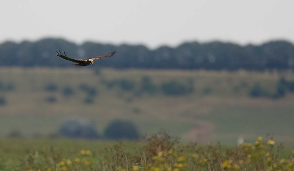 Marsh Harrier