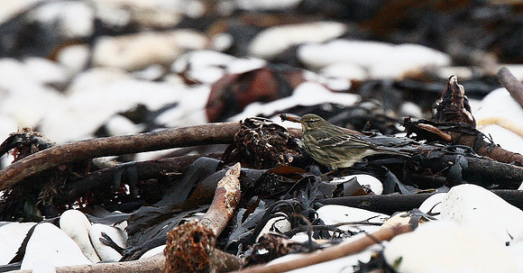 Rock Pipit