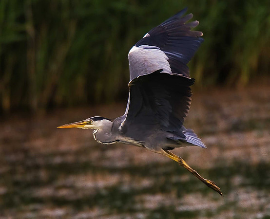 Heron