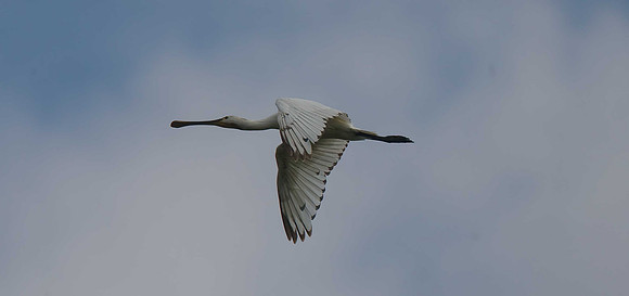 Spoonbill