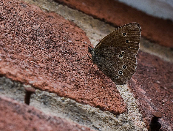 Ringlet