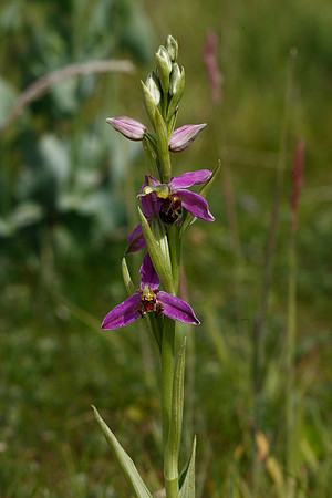 Bee Orchid