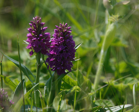Marsh Orchid