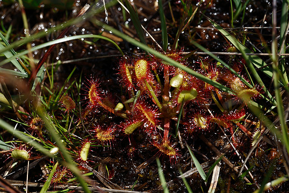 Sundew