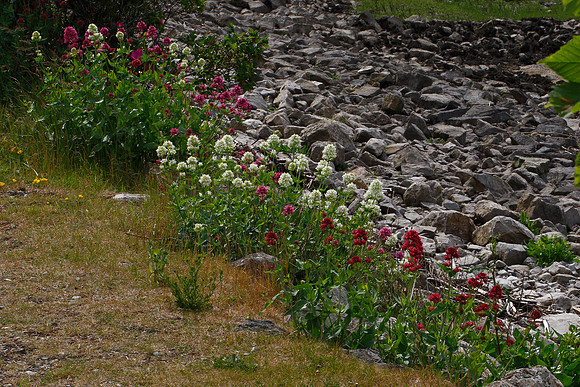Centranthus ruber