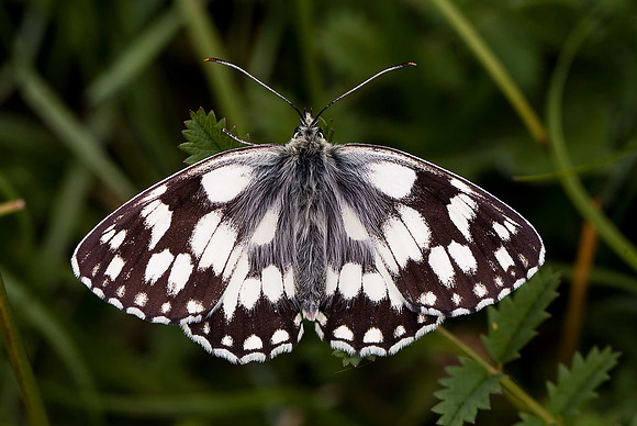 Marbled White