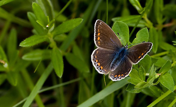 Common Blue