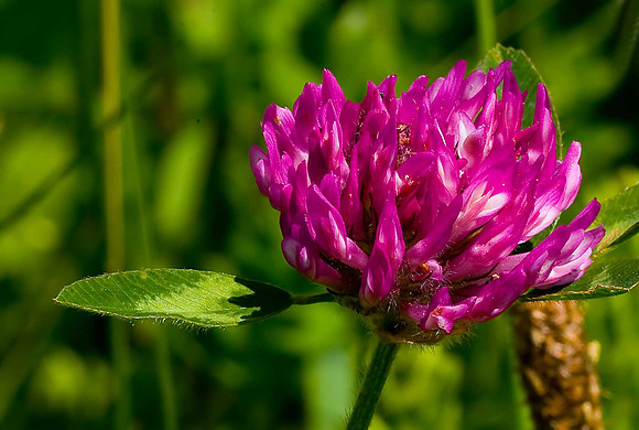 Red Clover