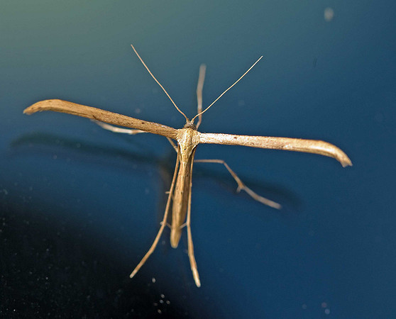Common Plume Moth