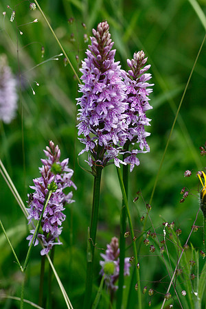 Common Spotted Orchid