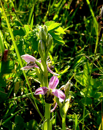 Bee Orchid